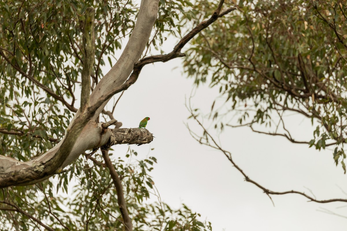 Little Lorikeet - ML644888037