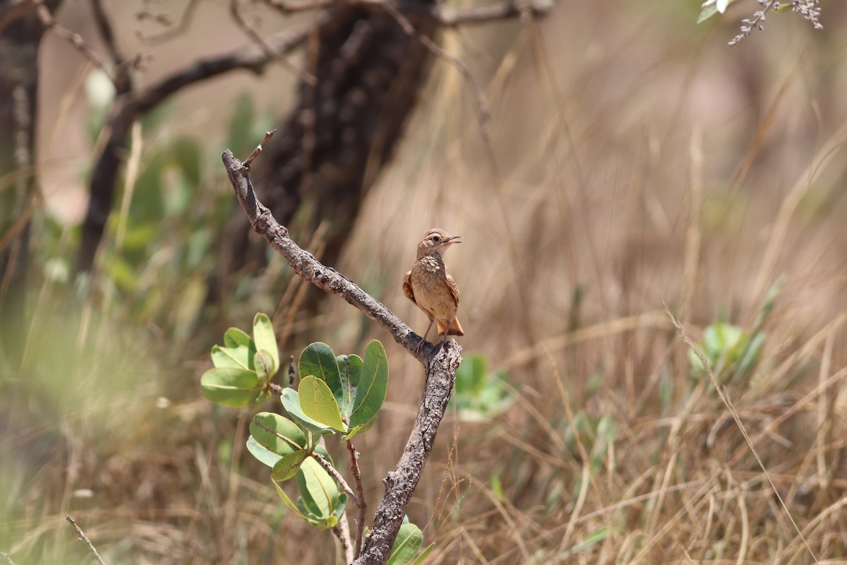 Campo Miner - ML644888038