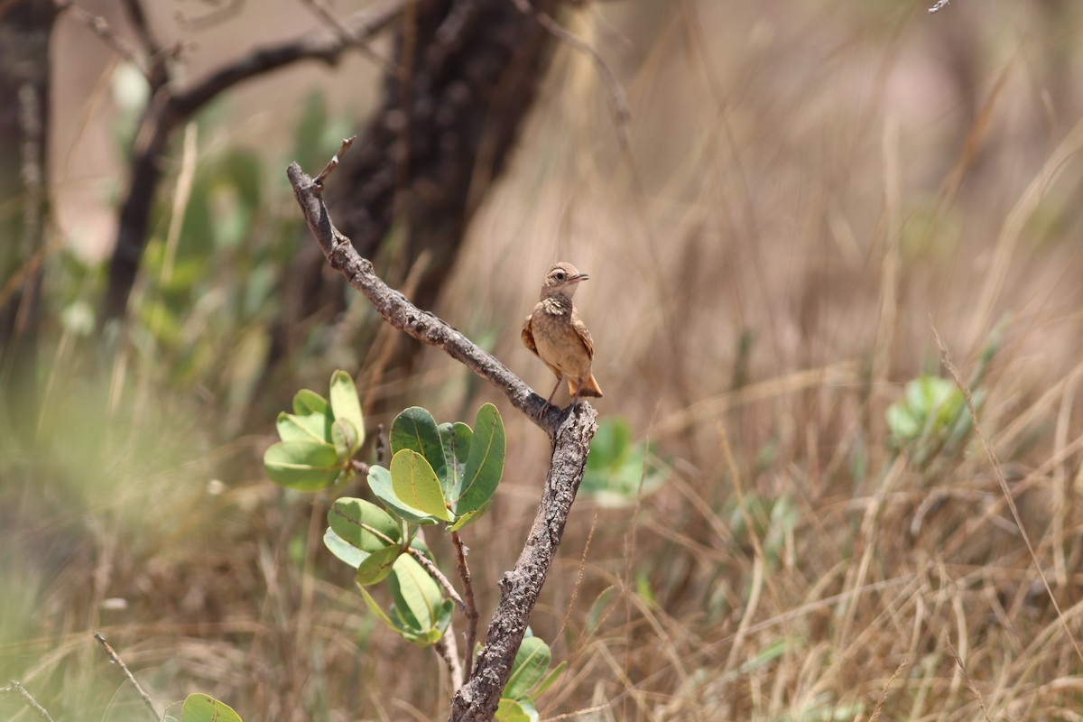 Campo Miner - ML644888040