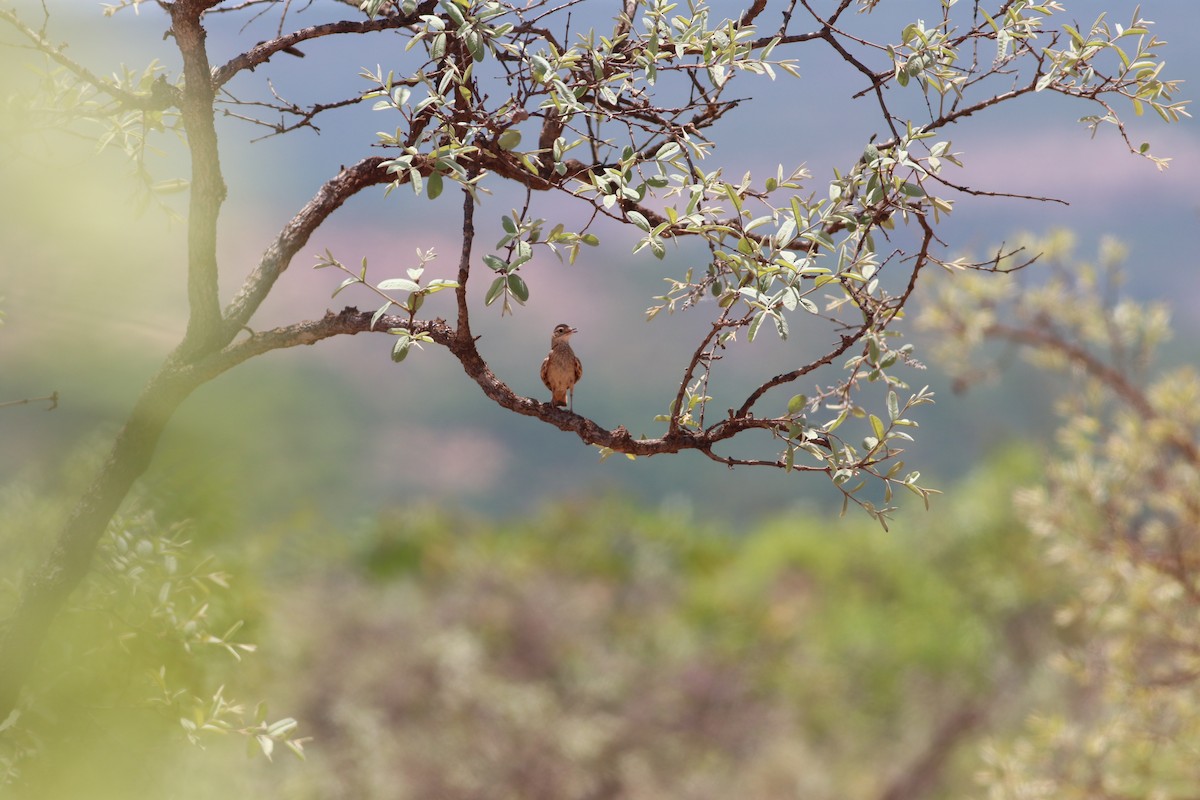 Campo Miner - ML644888041