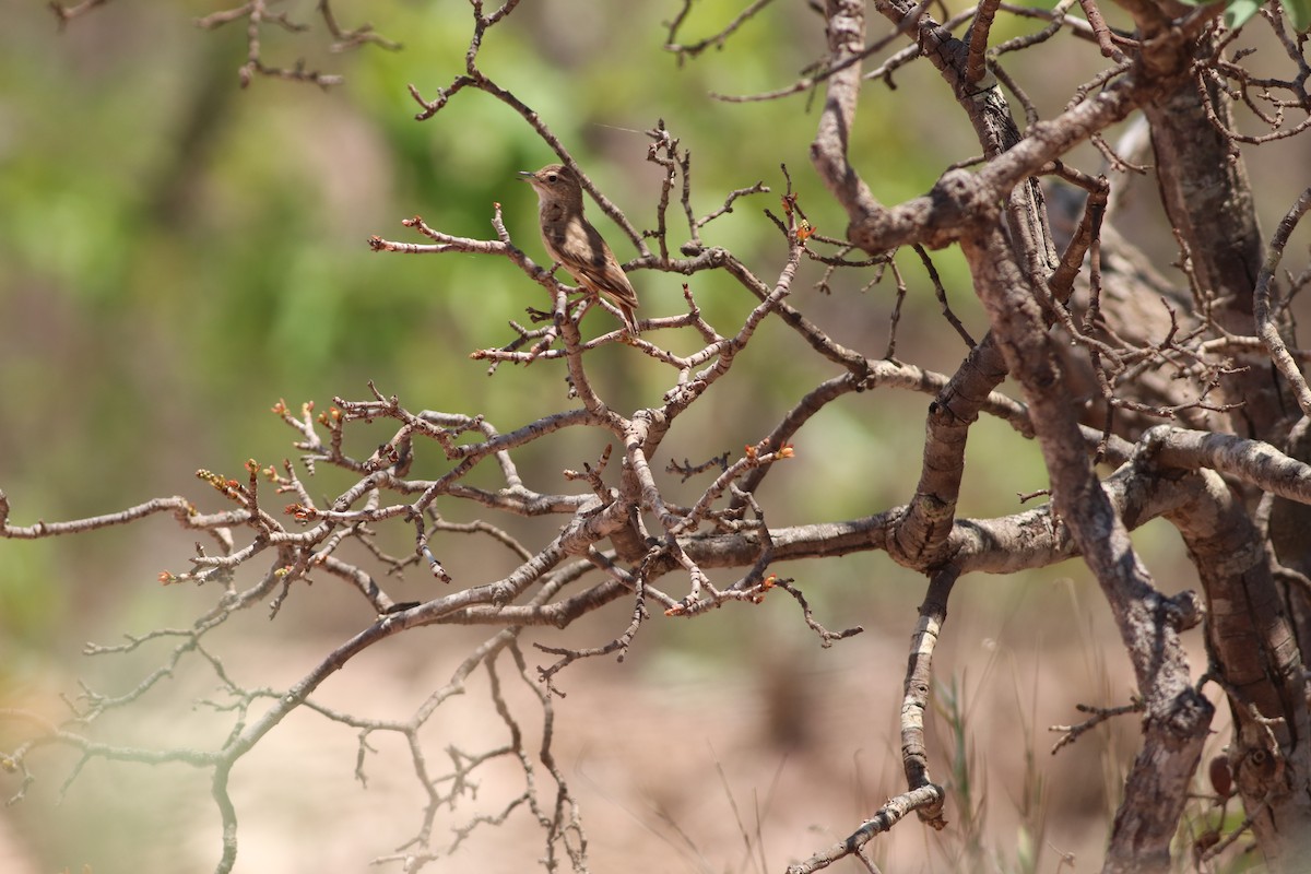 Campo Miner - ML644888042