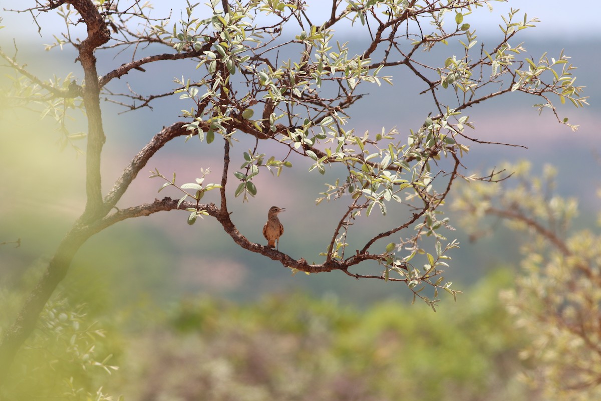 Campo Miner - ML644888043