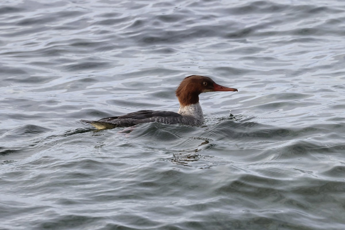 Common Merganser - ML644888048