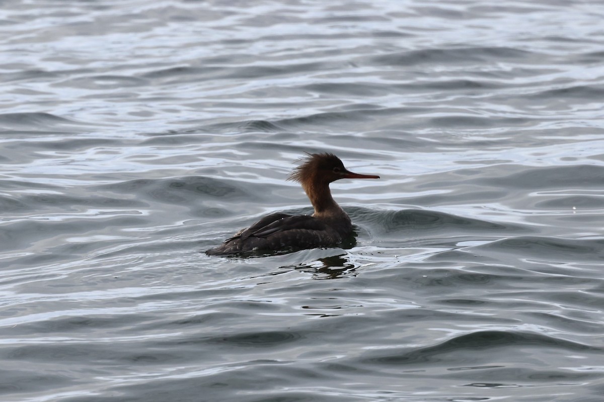 Red-breasted Merganser - ML644888063