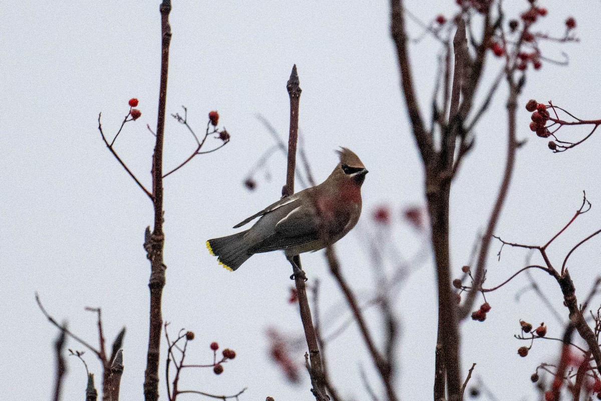 Cedar Waxwing - ML644888073