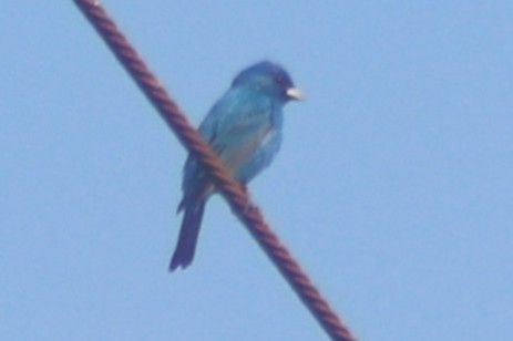 Индиговый колорин - ML644888085