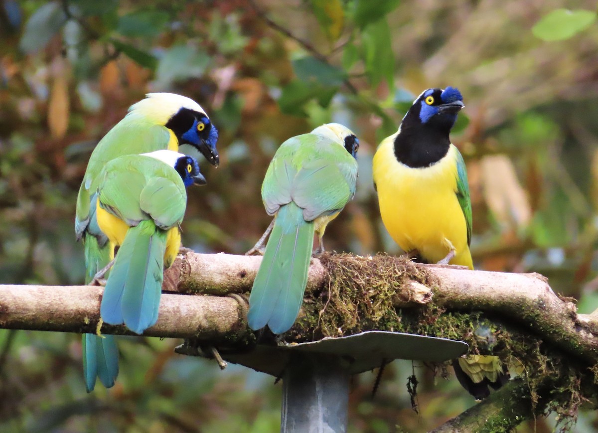 Inkablaurabe - ML644888089