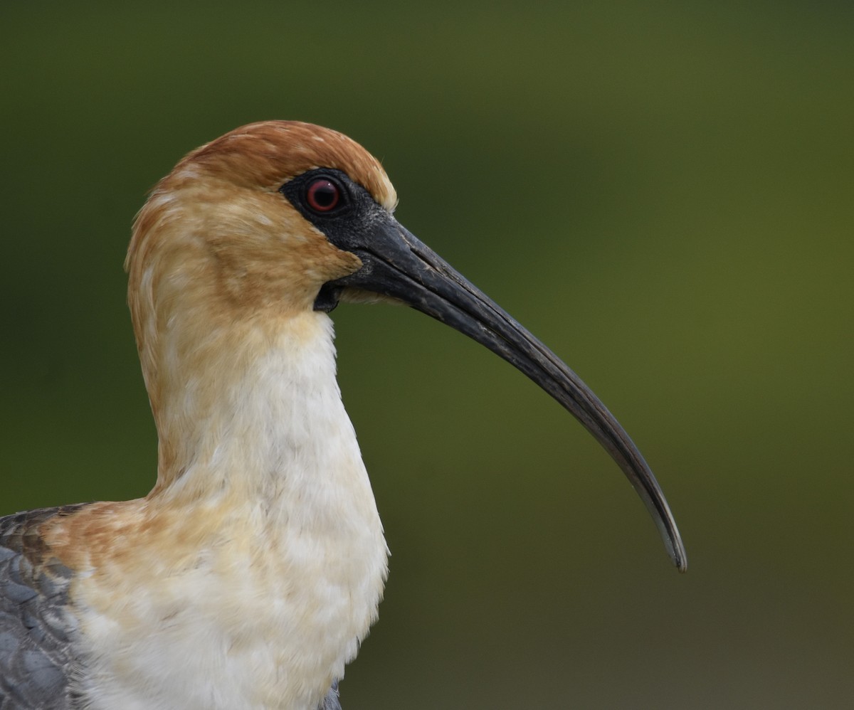 ibis laločnatý - ML644888108