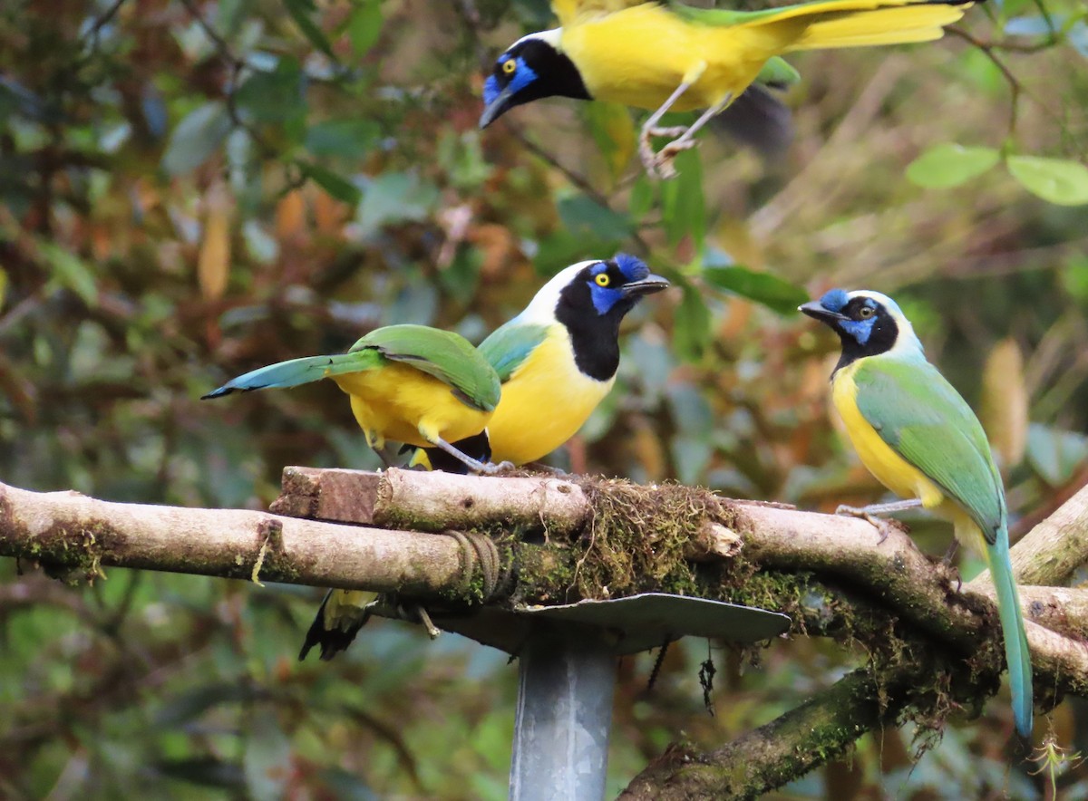 Inkablaurabe - ML644888109