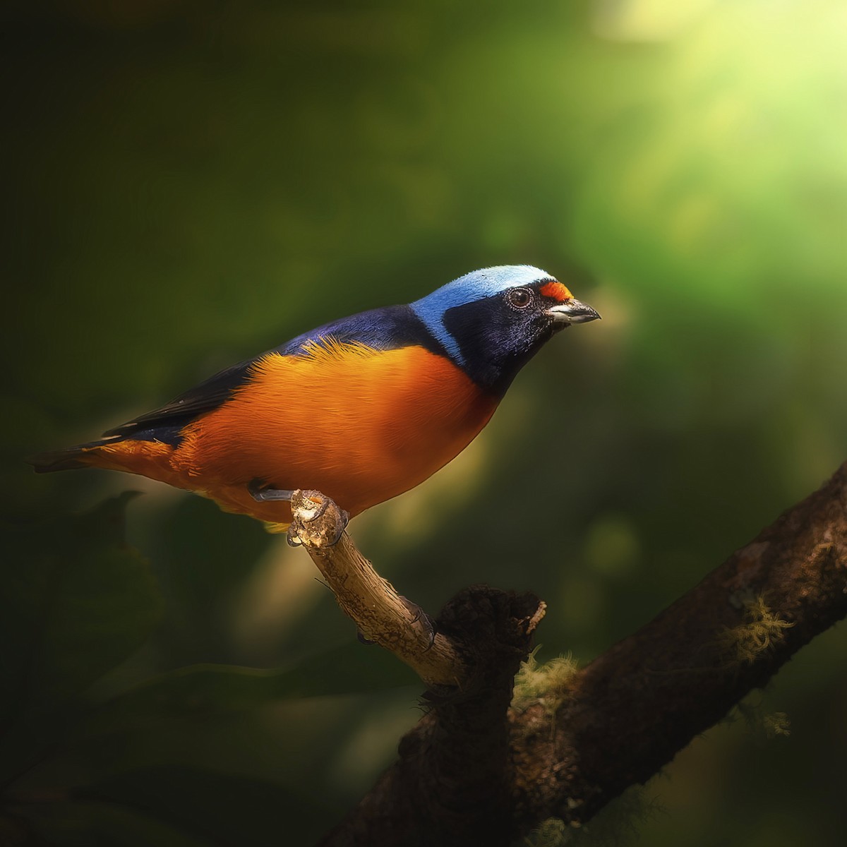 Elegant Euphonia - ML644888161