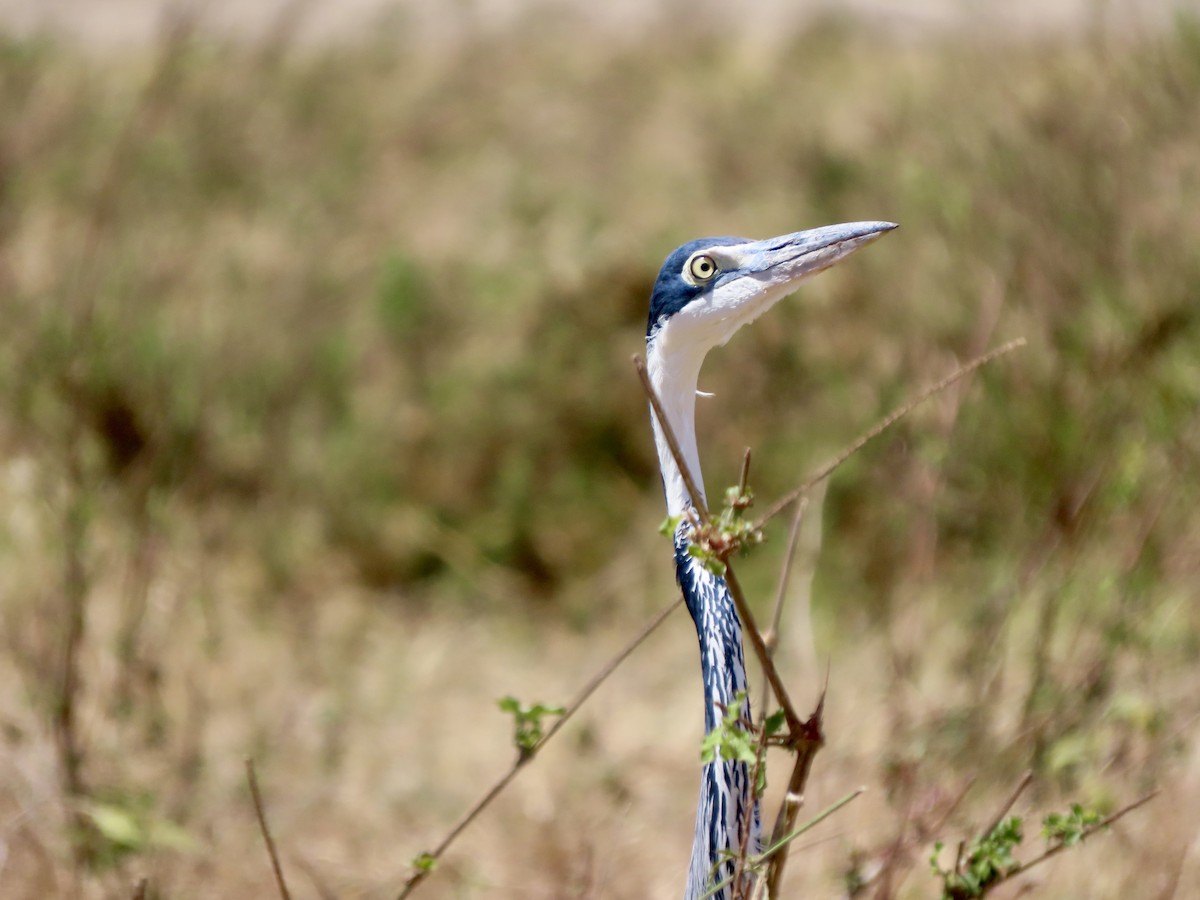 Héron mélanocéphale - ML644888165