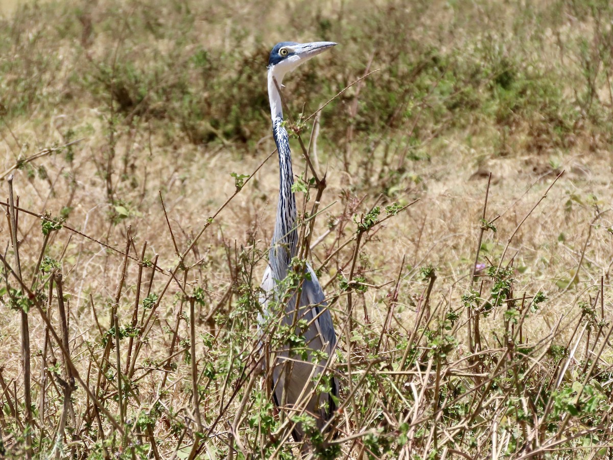 Héron mélanocéphale - ML644888166