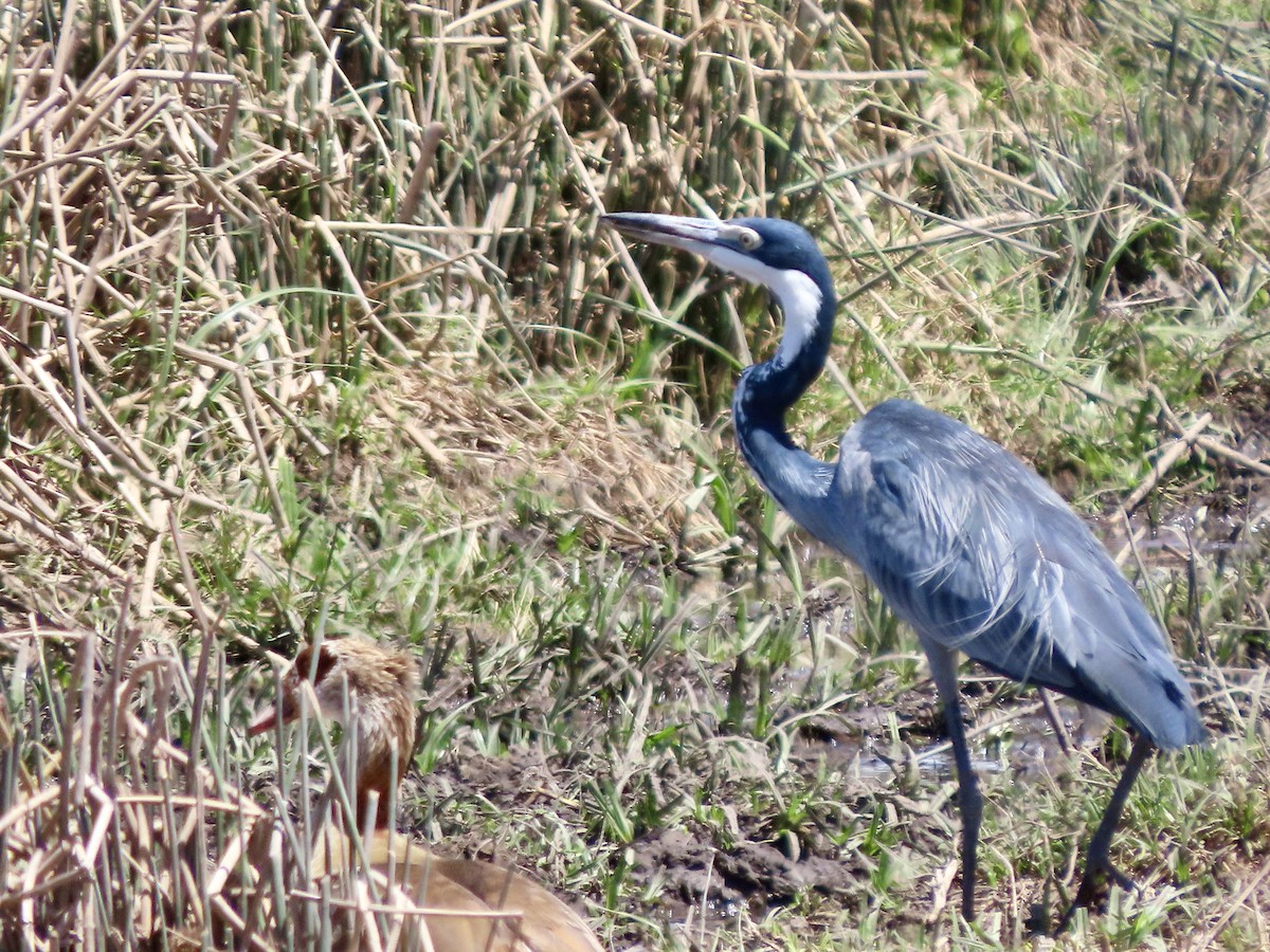 Héron mélanocéphale - ML644888167