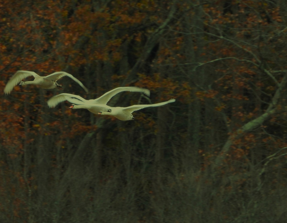 Mute Swan - ML644888176