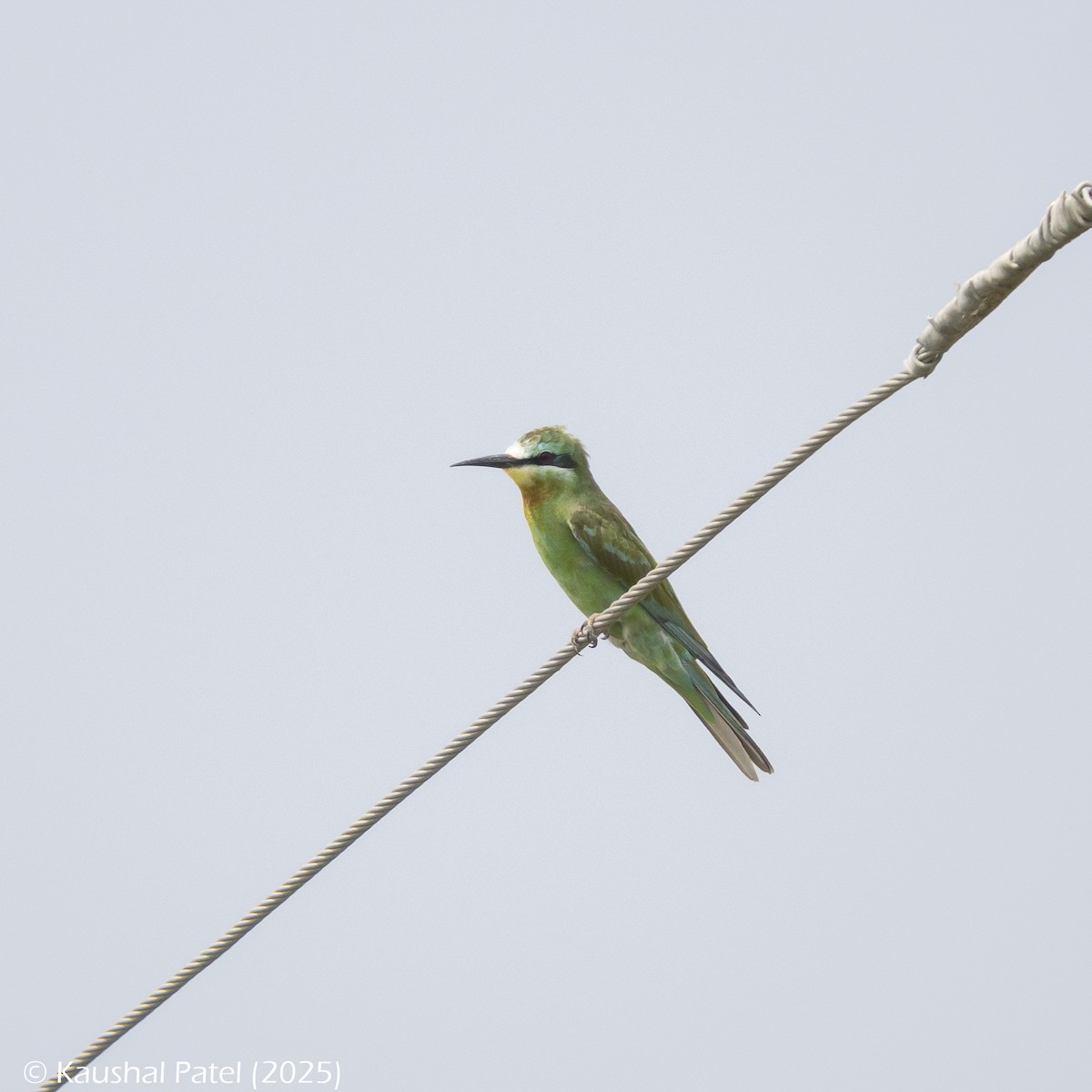 blåkinnbieter - ML644888189