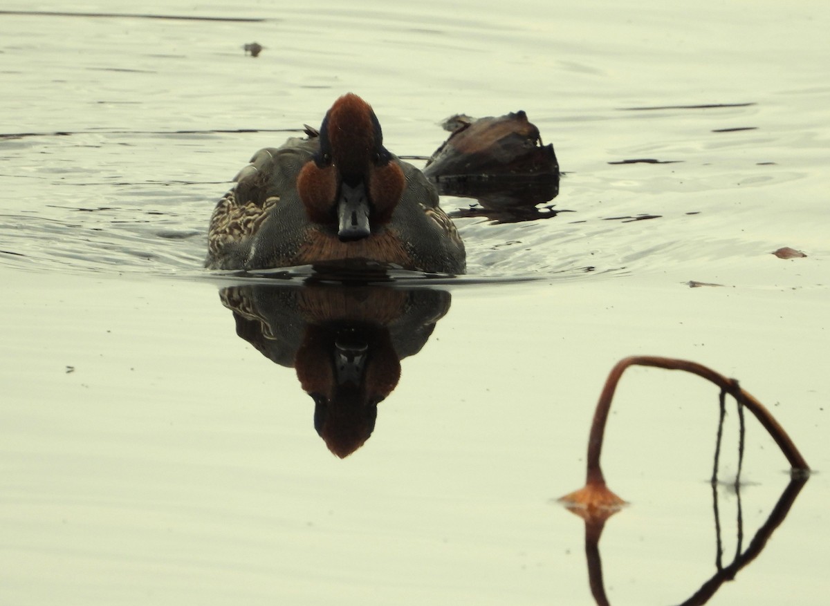 Green-winged Teal - ML644888211