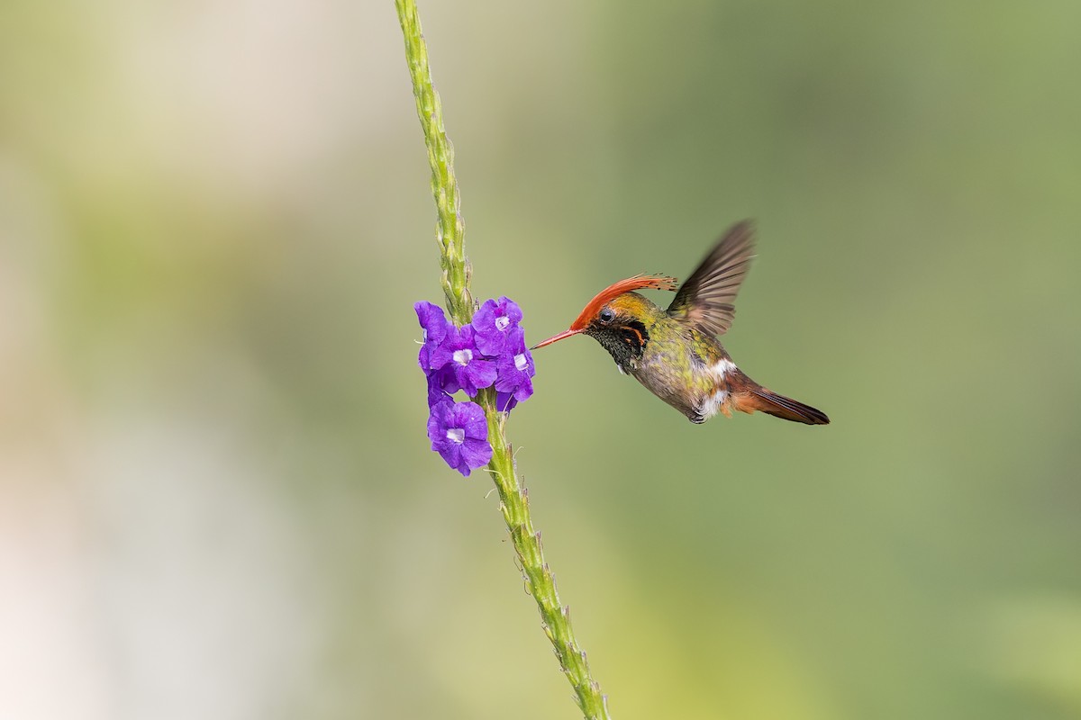 Rufous-crested Coquette - ML644888217