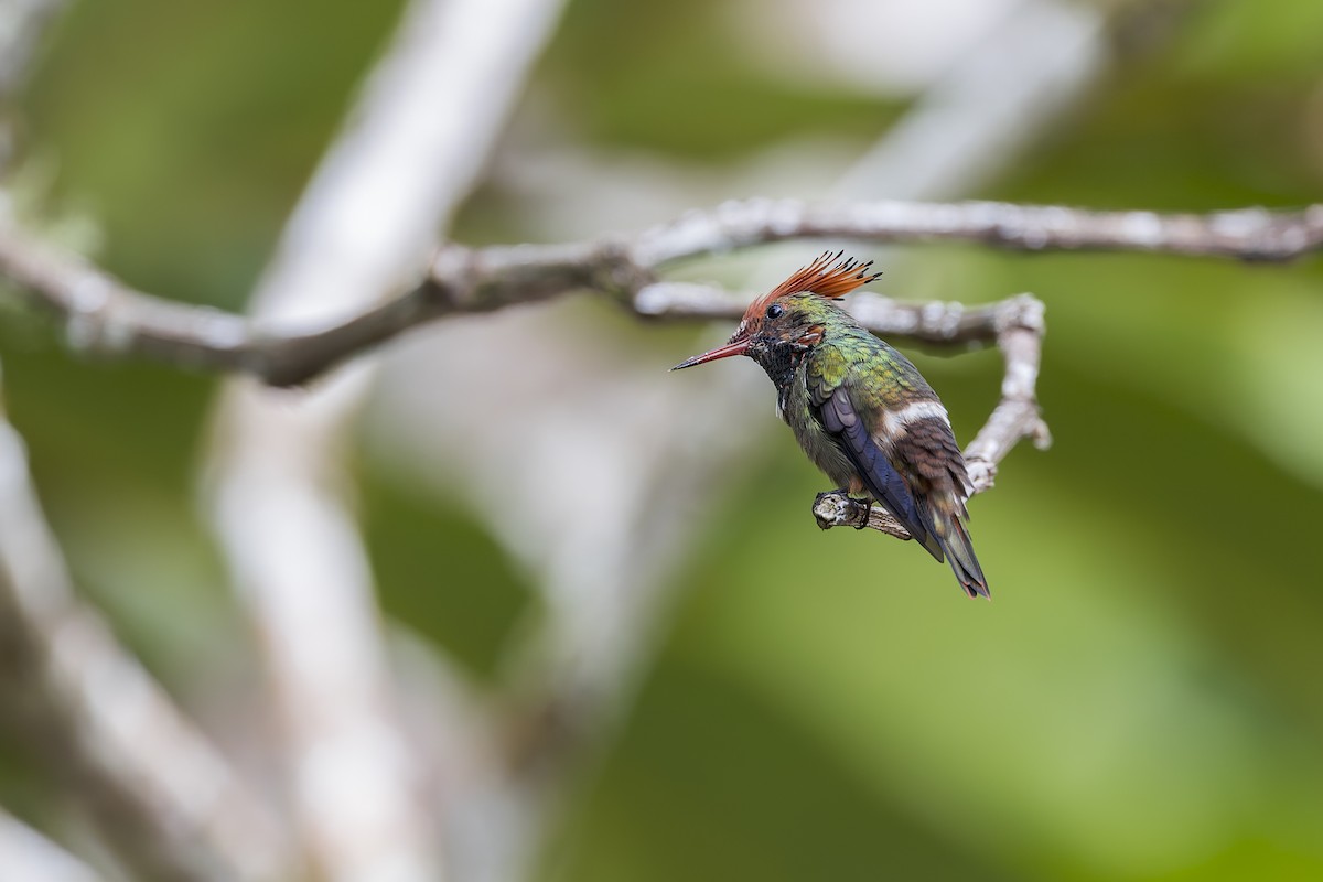 Rufous-crested Coquette - ML644888218