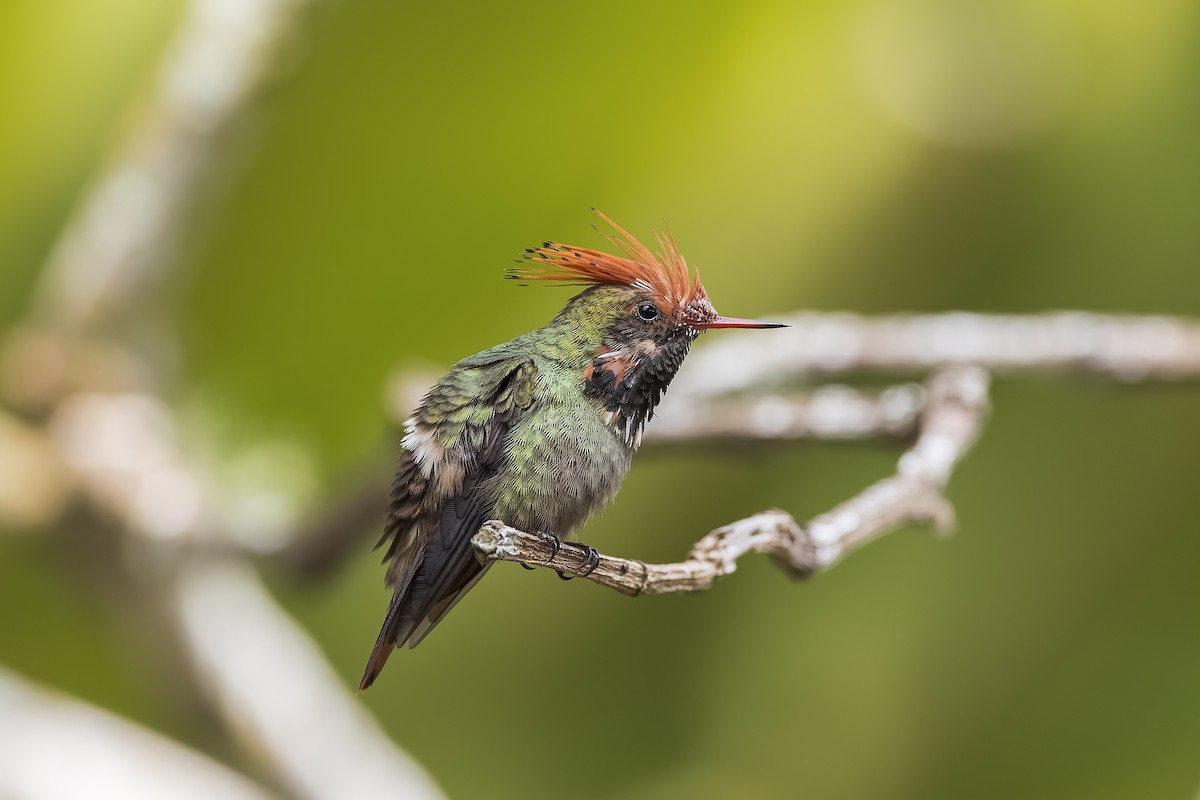 Rufous-crested Coquette - ML644888219