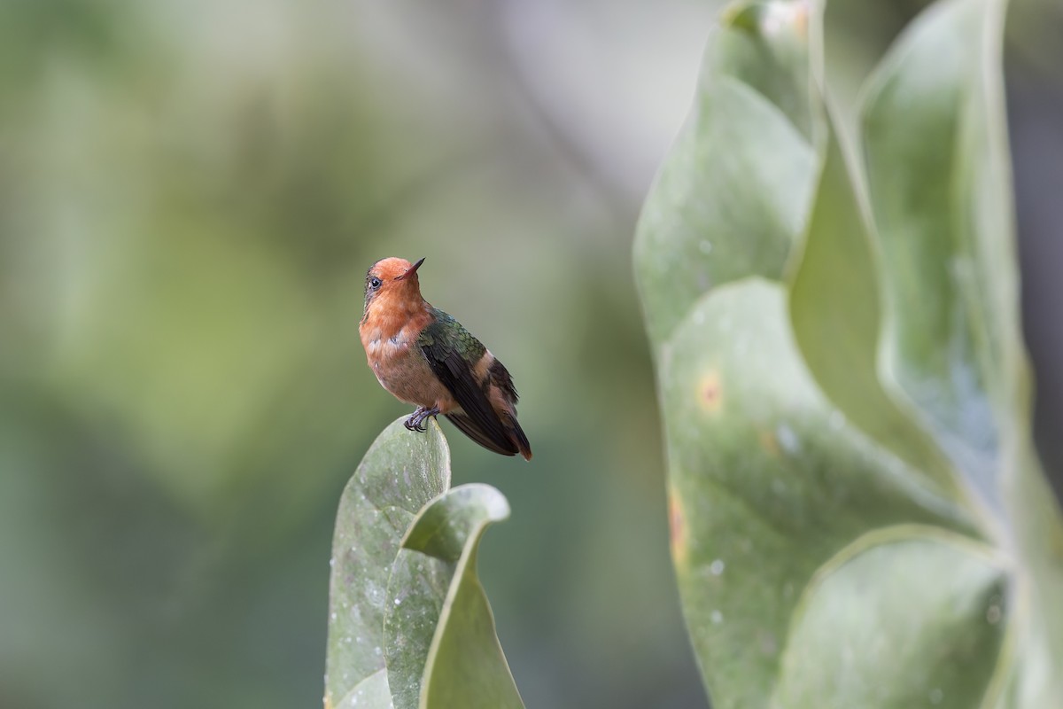 Rufous-crested Coquette - ML644888220