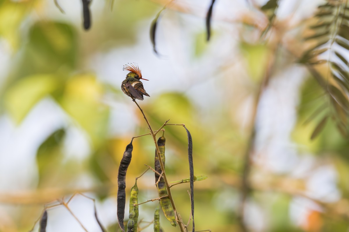 Rufous-crested Coquette - ML644888221
