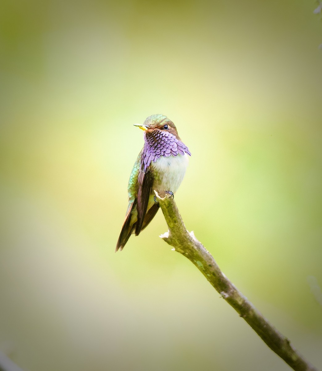 Volcano Hummingbird - ML644888228