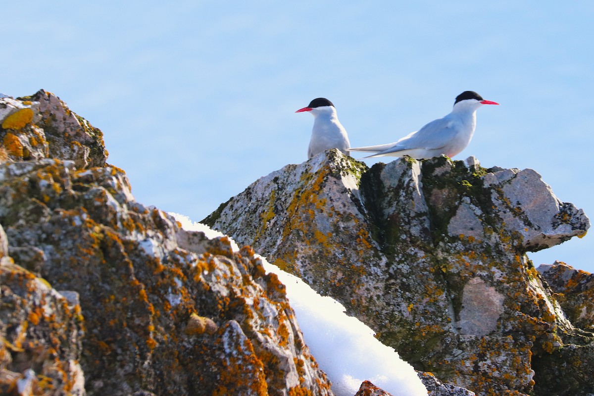 Antarctic Tern - ML644888234