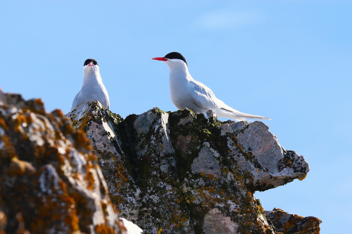 Antarctic Tern - ML644888235