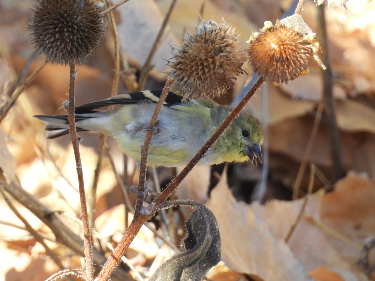 American Goldfinch - ML644888241
