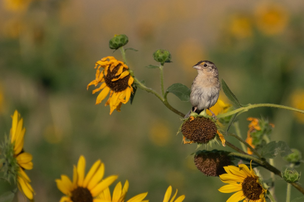 Grasshopper Sparrow - ML644888244