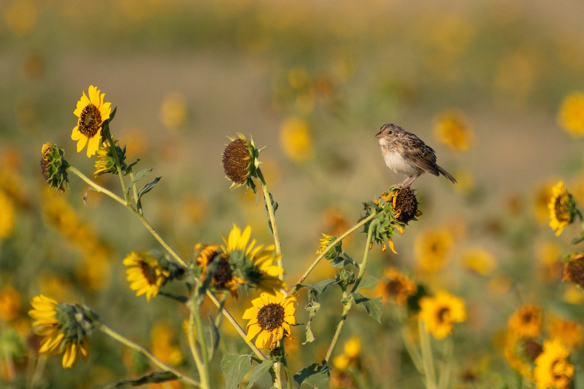Grasshopper Sparrow - ML644888245