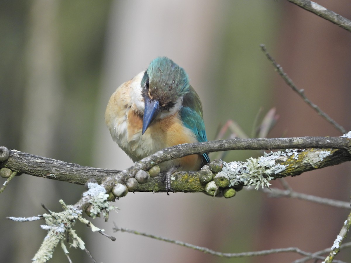 Sacred Kingfisher (Australasian) - ML644888248
