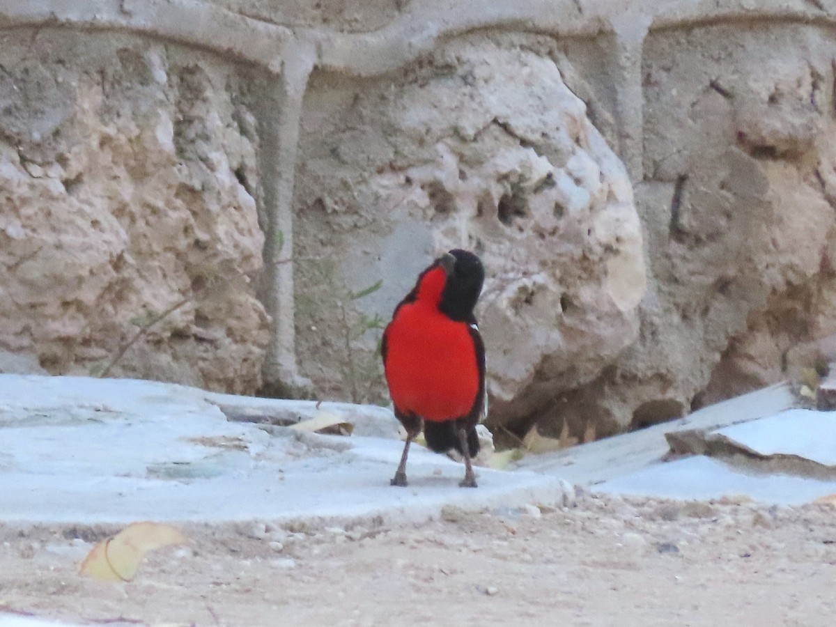 Crimson-breasted Gonolek - ML644888249