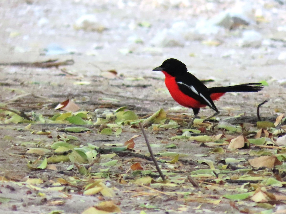 Crimson-breasted Gonolek - ML644888250