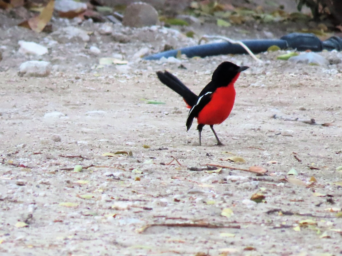 Crimson-breasted Gonolek - ML644888251