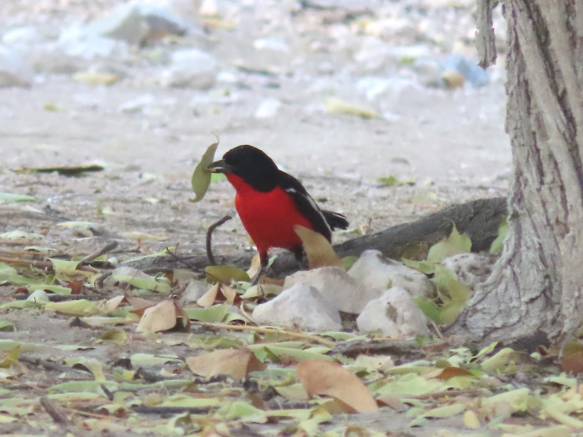 Crimson-breasted Gonolek - ML644888252