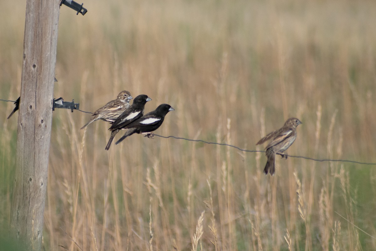 Lark Bunting - ML644888254