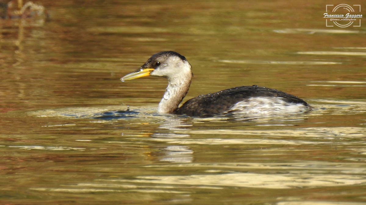 Red-necked Grebe - ML644888255