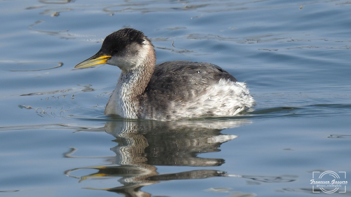 Red-necked Grebe - ML644888256