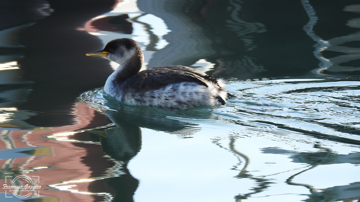 Red-necked Grebe - ML644888257