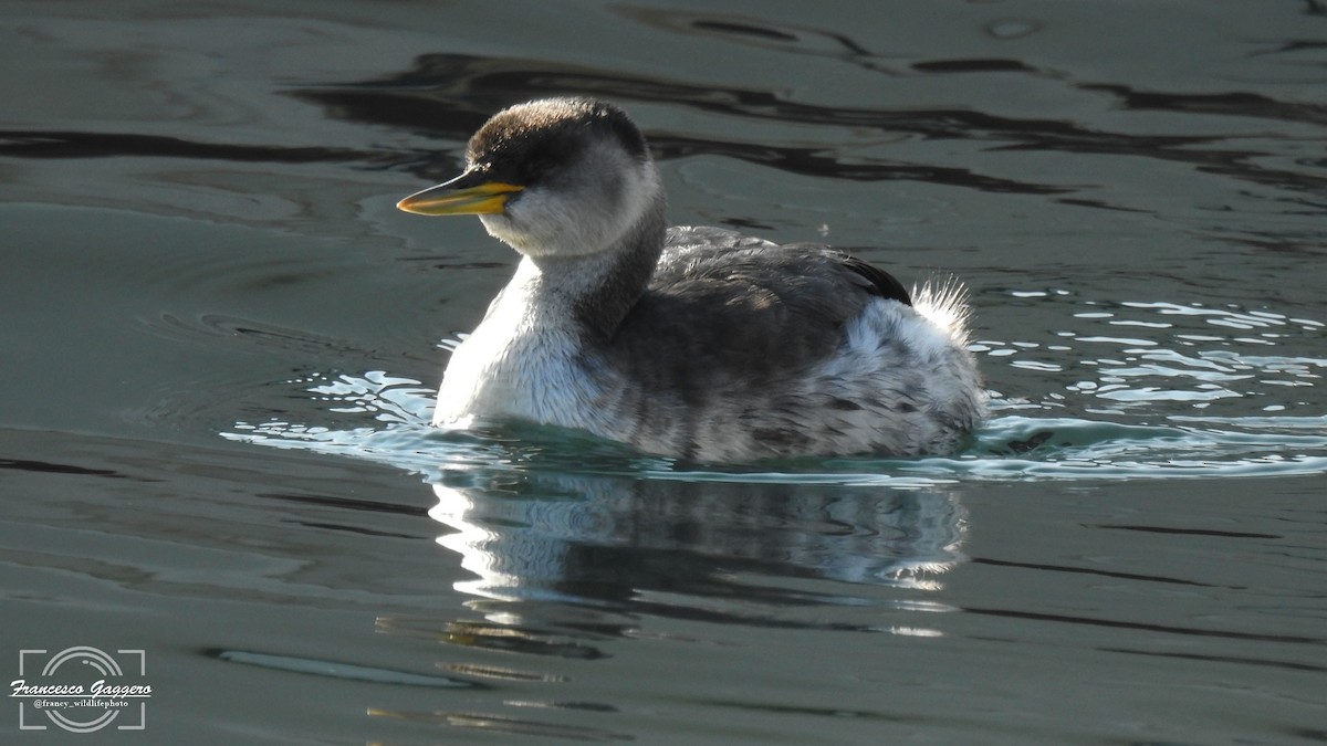 Red-necked Grebe - ML644888258