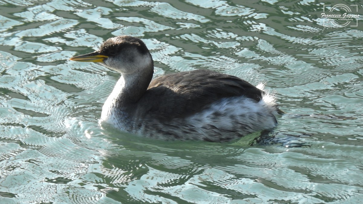 Red-necked Grebe - ML644888259