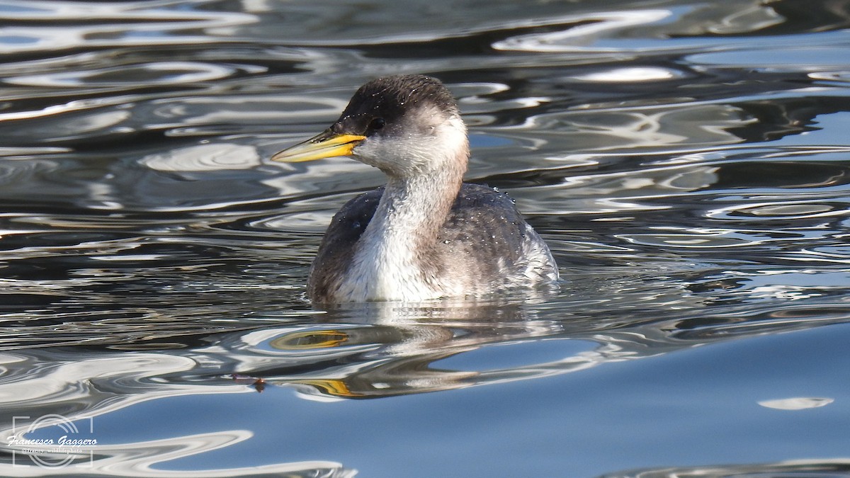 Red-necked Grebe - ML644888260