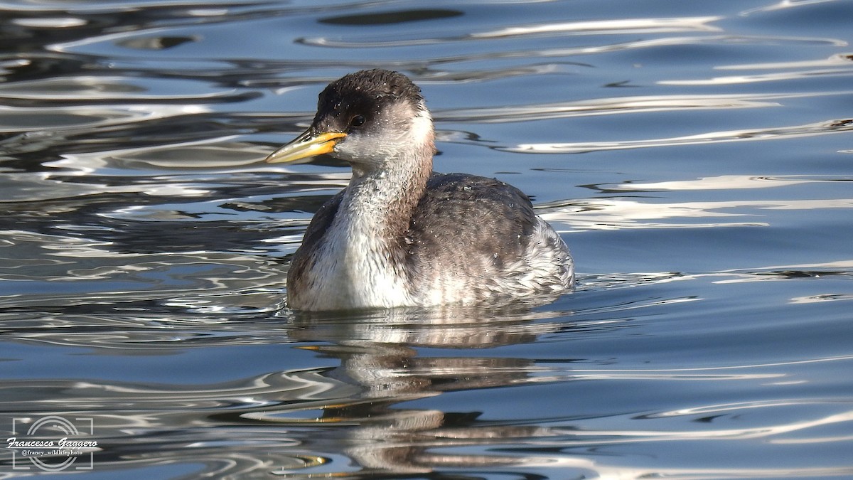 Red-necked Grebe - ML644888261