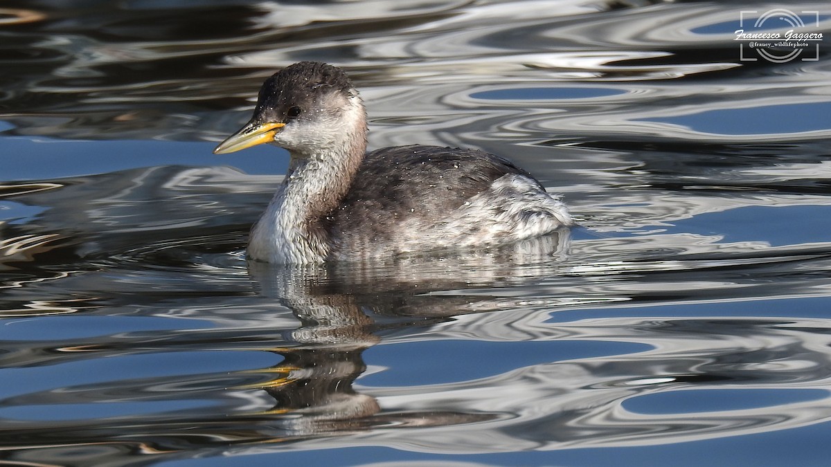 Red-necked Grebe - ML644888262