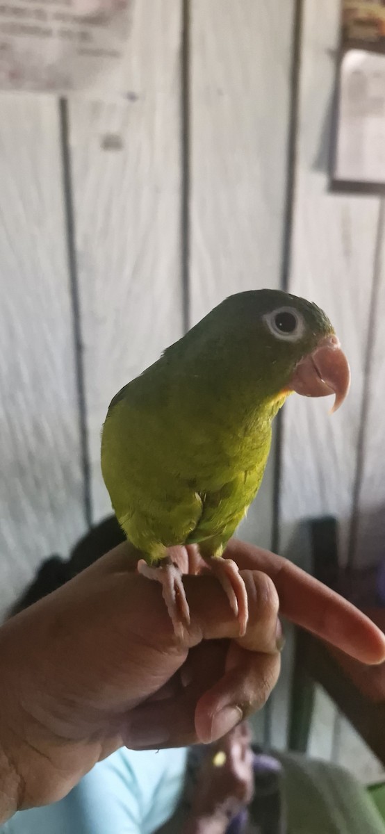 Orange-chinned Parakeet - ML644888265