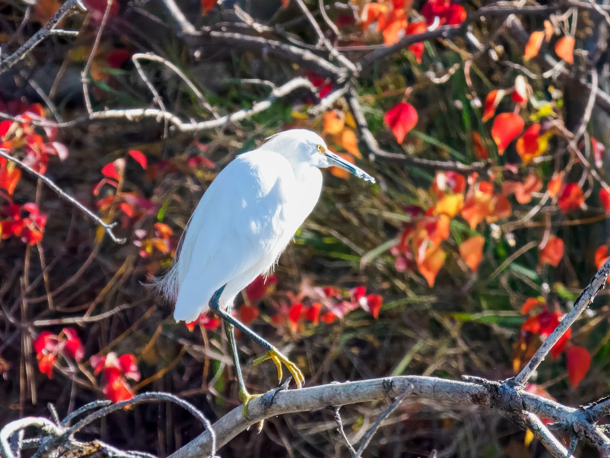 Snowy Egret - ML644888272