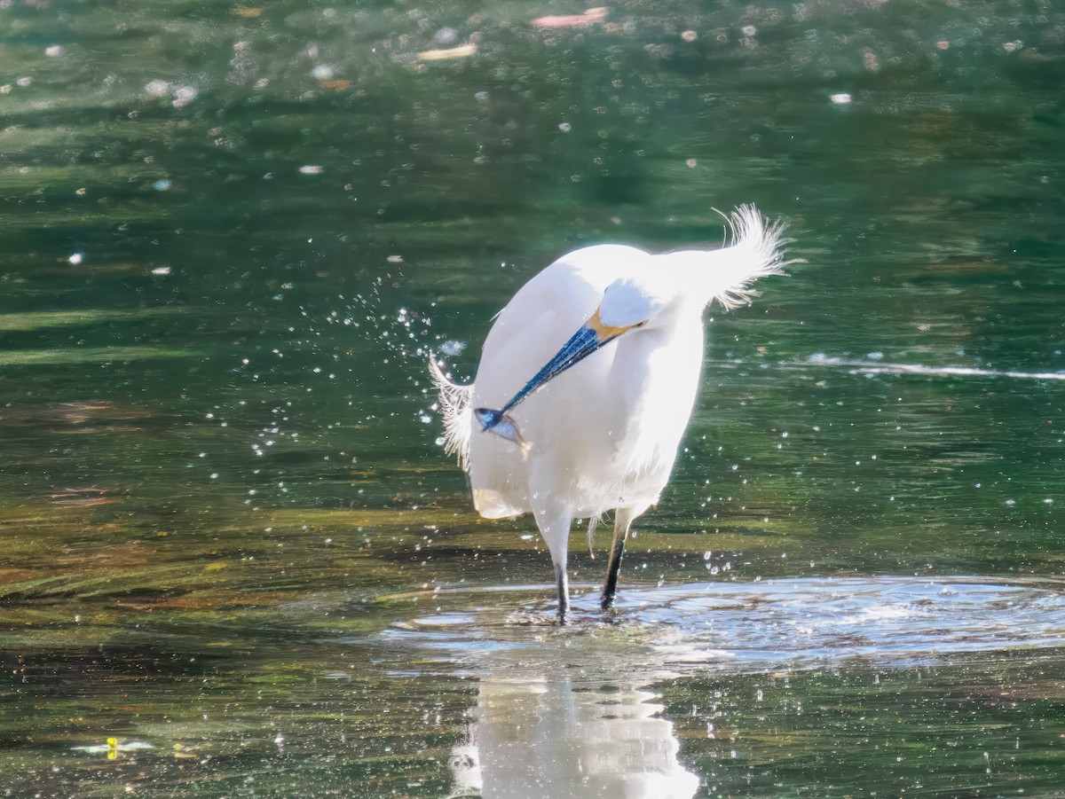Snowy Egret - ML644888273