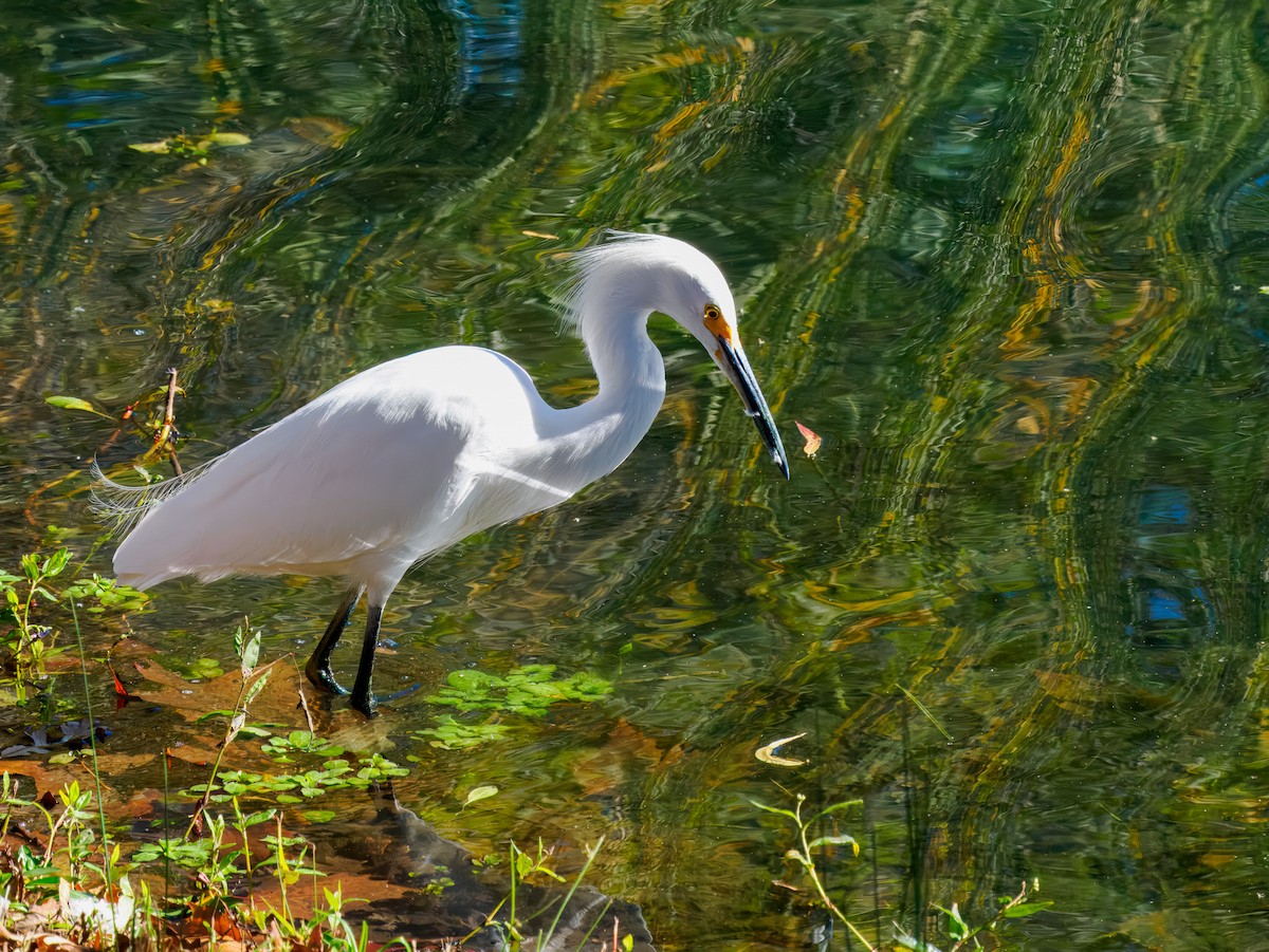 Snowy Egret - ML644888274