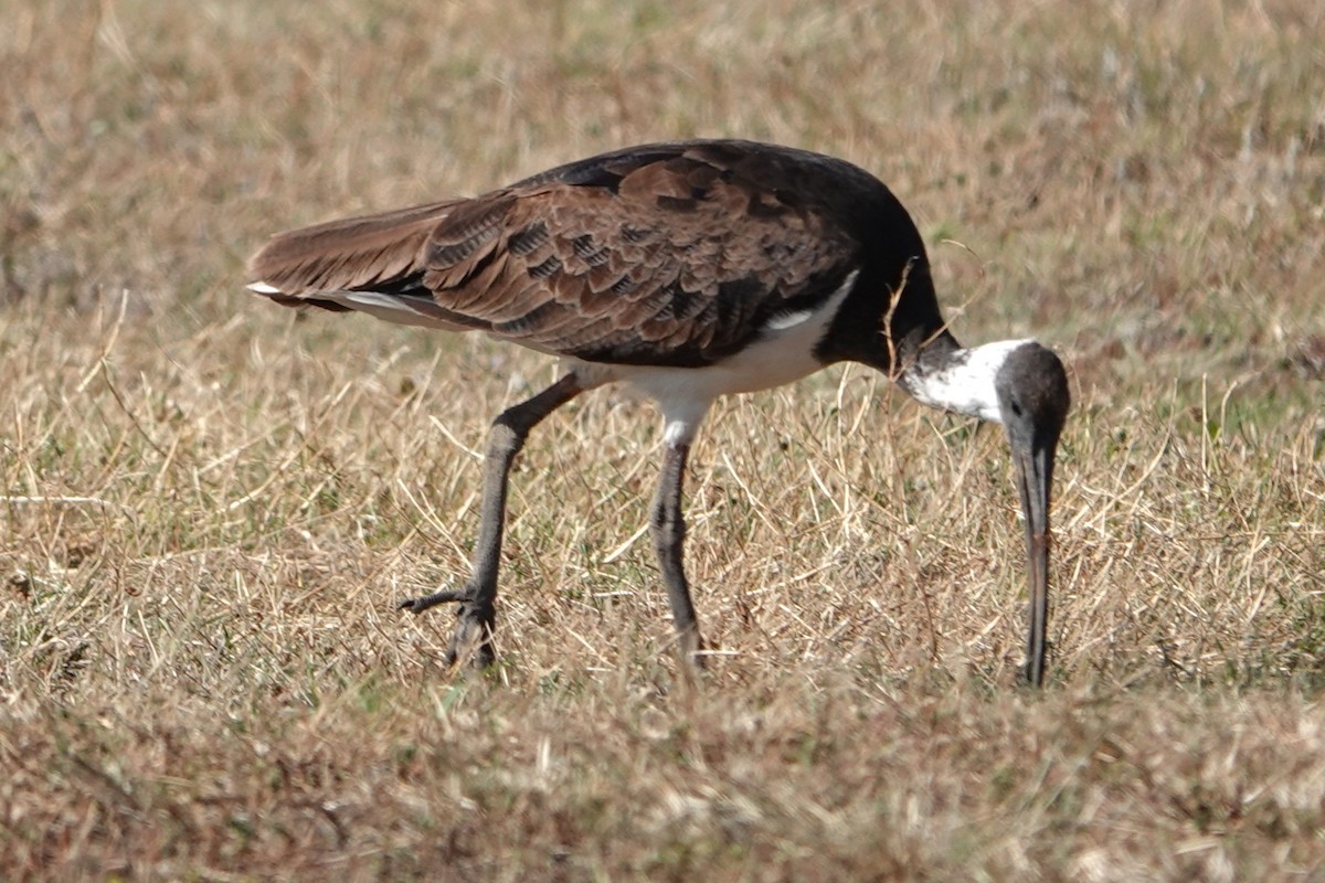 Straw-necked Ibis - ML644888276